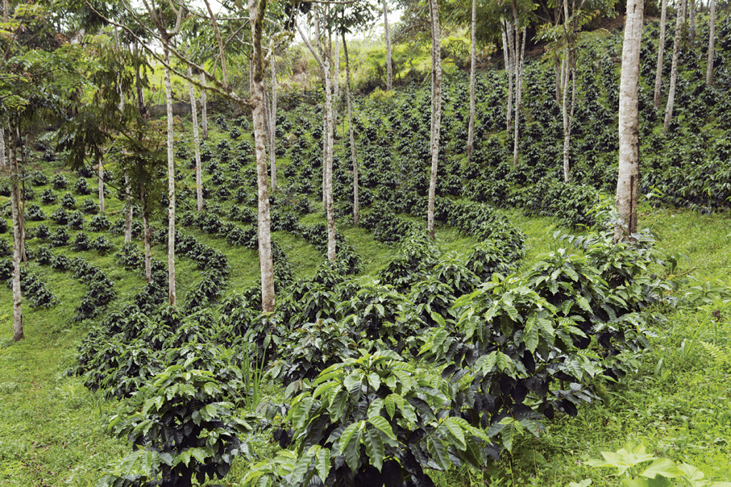 Ethiopia Yirga (Washed)