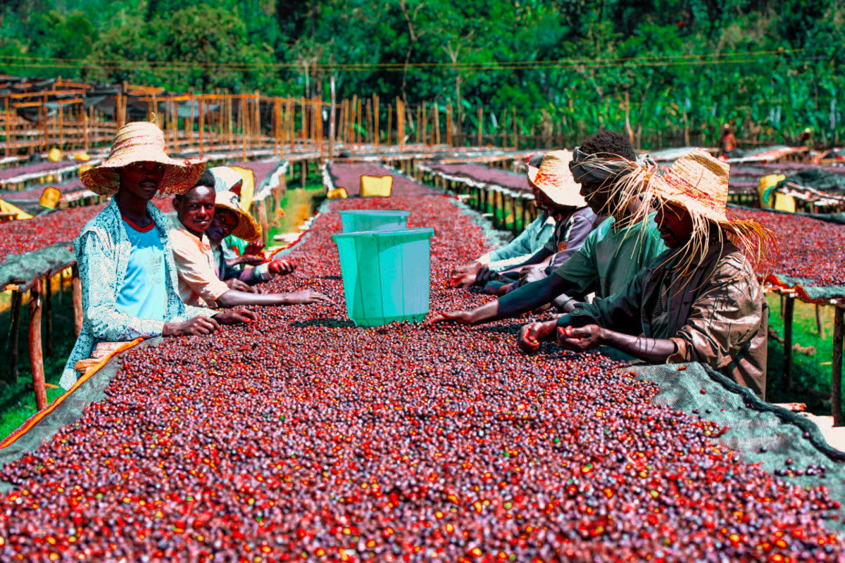 Ethiopia Yirga (Washed)