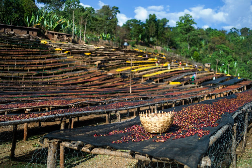 Ethiopia Aramo (Natural)