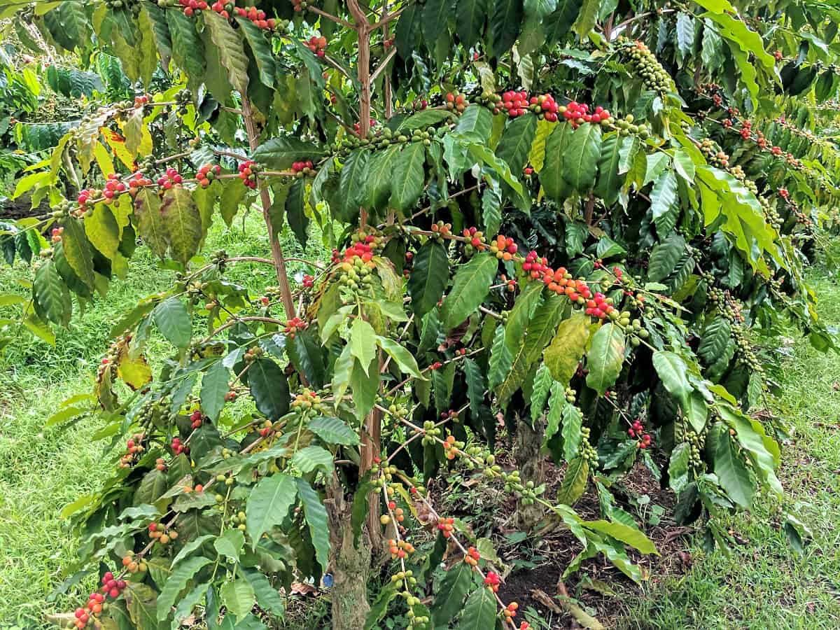 Ethiopia Aramo (Natural)
